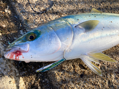 メジロの釣果