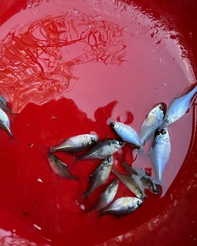 タイリクバラタナゴの釣果