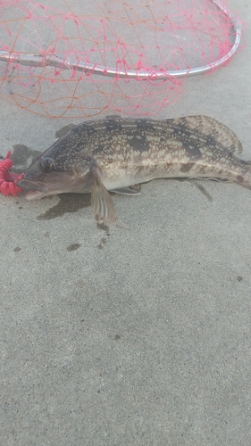 アイナメの釣果