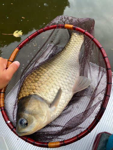 ヘラブナの釣果