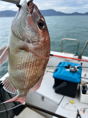 マダイの釣果