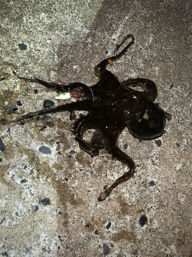 タコの釣果