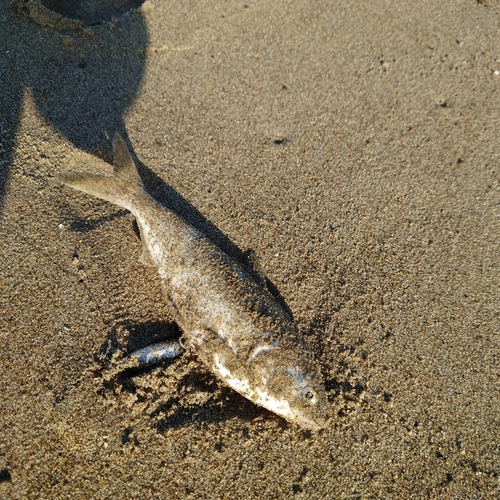 コノシロの釣果