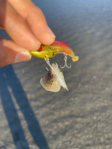 シタビラメの釣果