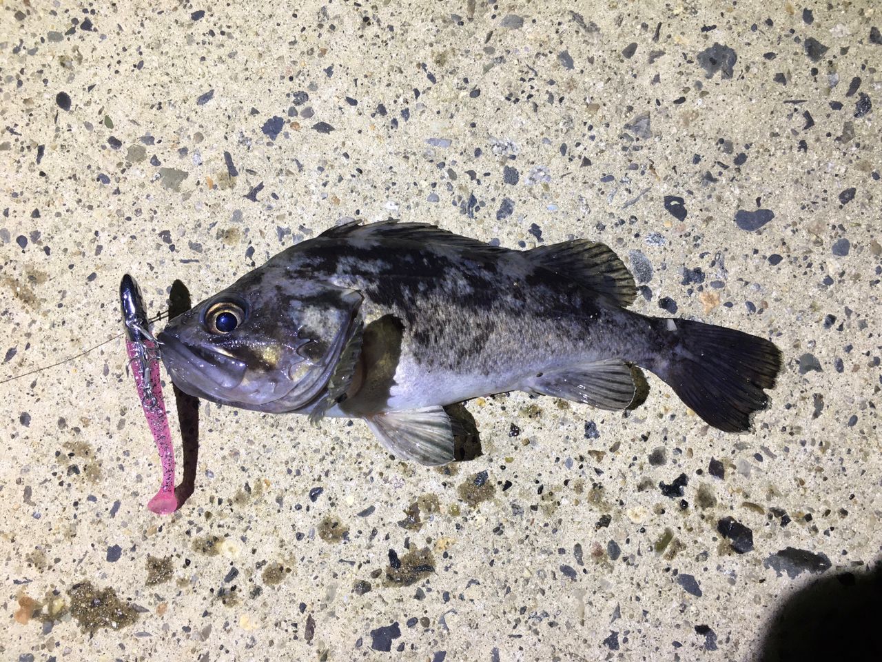 クロソイ