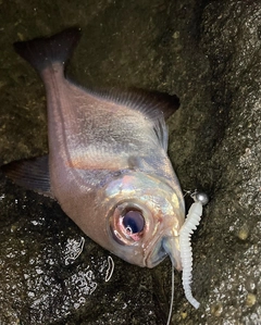 ミナミハタンポの釣果