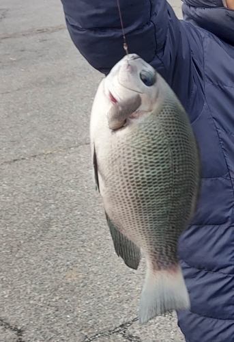 メジナの釣果