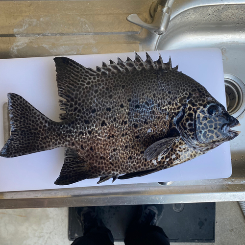 イシガキダイの釣果