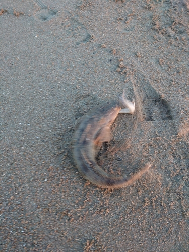 マゴチの釣果