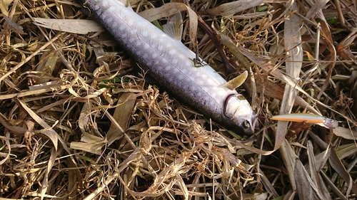 アメマスの釣果