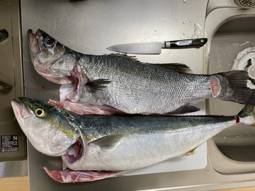 ハマチの釣果