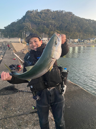 ブリの釣果