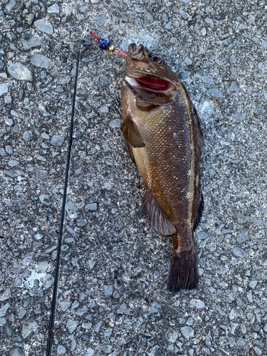 ガヤの釣果