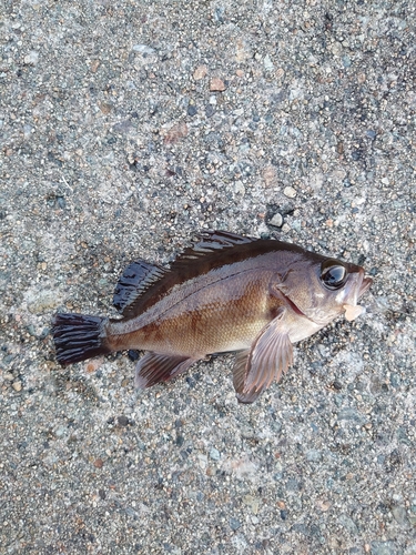 メバルの釣果