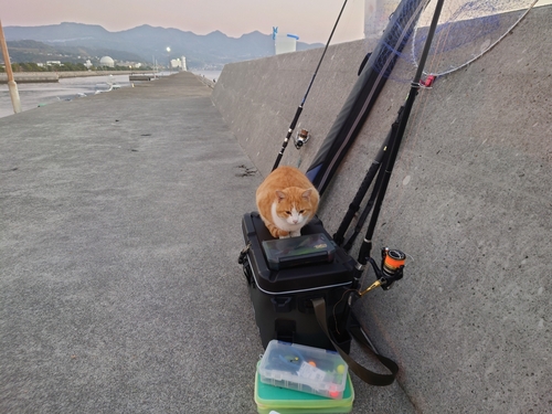 ハマチの釣果