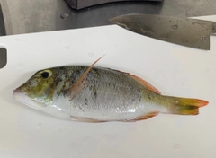 クチナジの釣果