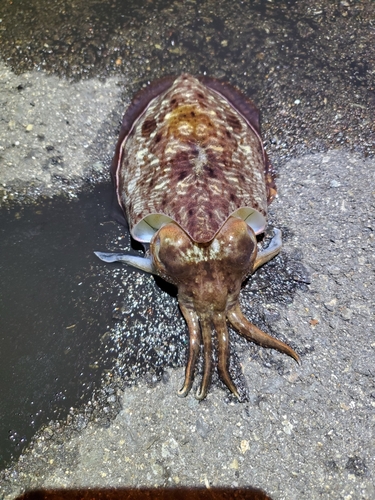 コウイカの釣果