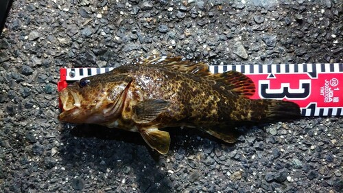 タケノコメバルの釣果