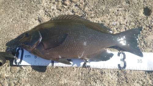 クチブトグレの釣果