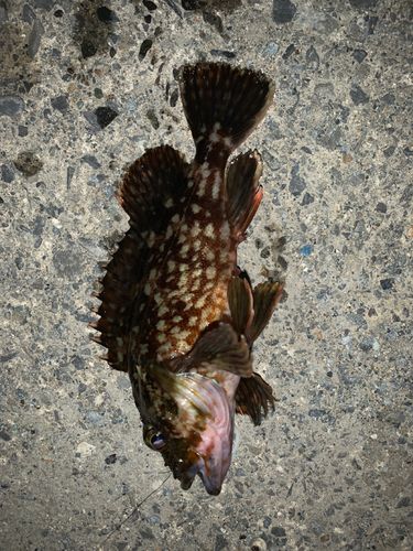 アラカブの釣果