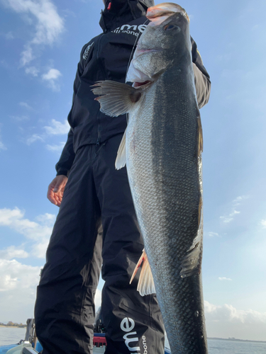 スズキの釣果