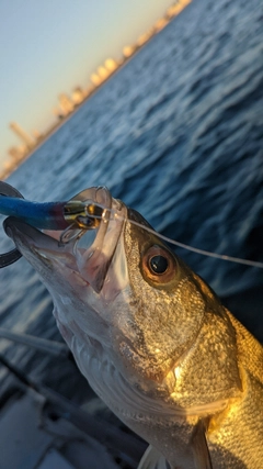 シーバスの釣果