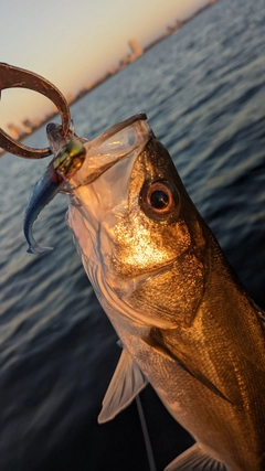 シーバスの釣果