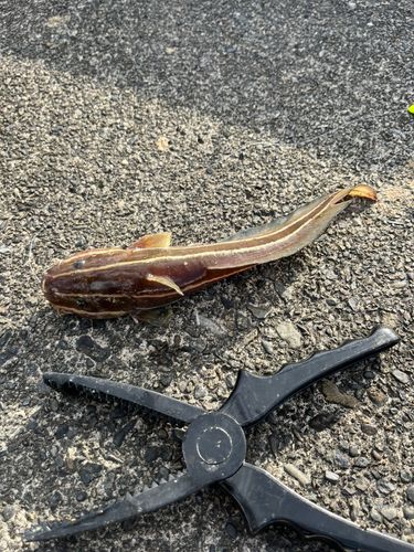 ゴンズイの釣果