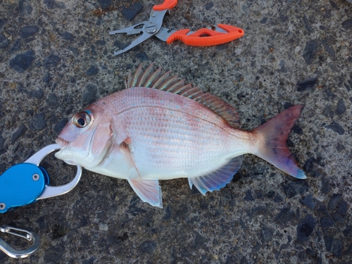 タイの釣果