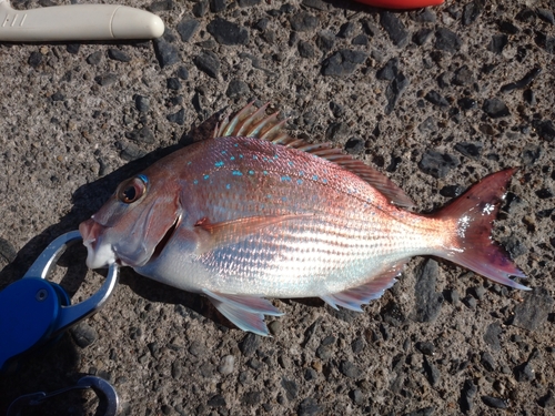 タイの釣果