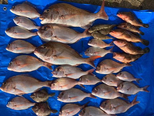 タイの釣果