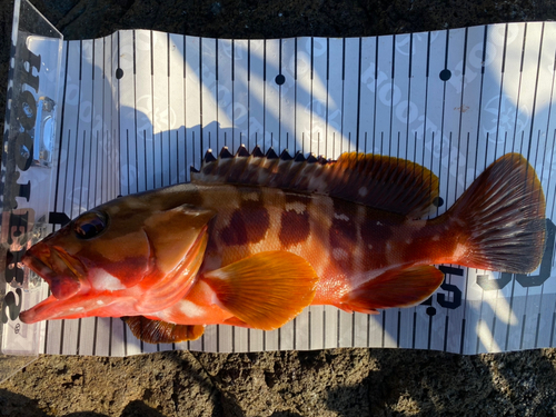 アカハタの釣果