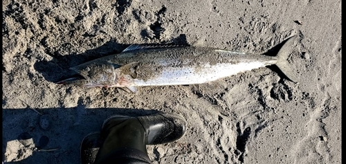 サワラの釣果