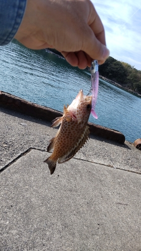 オオモンハタの釣果