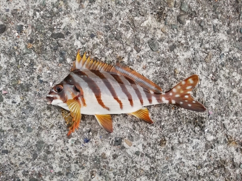 タカノハダイの釣果