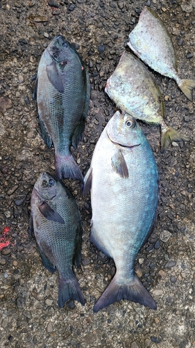 クチブトグレの釣果