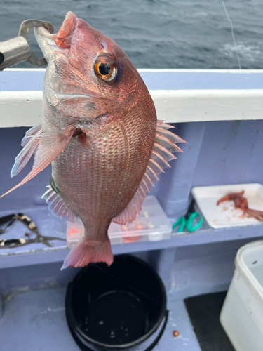 マダイの釣果