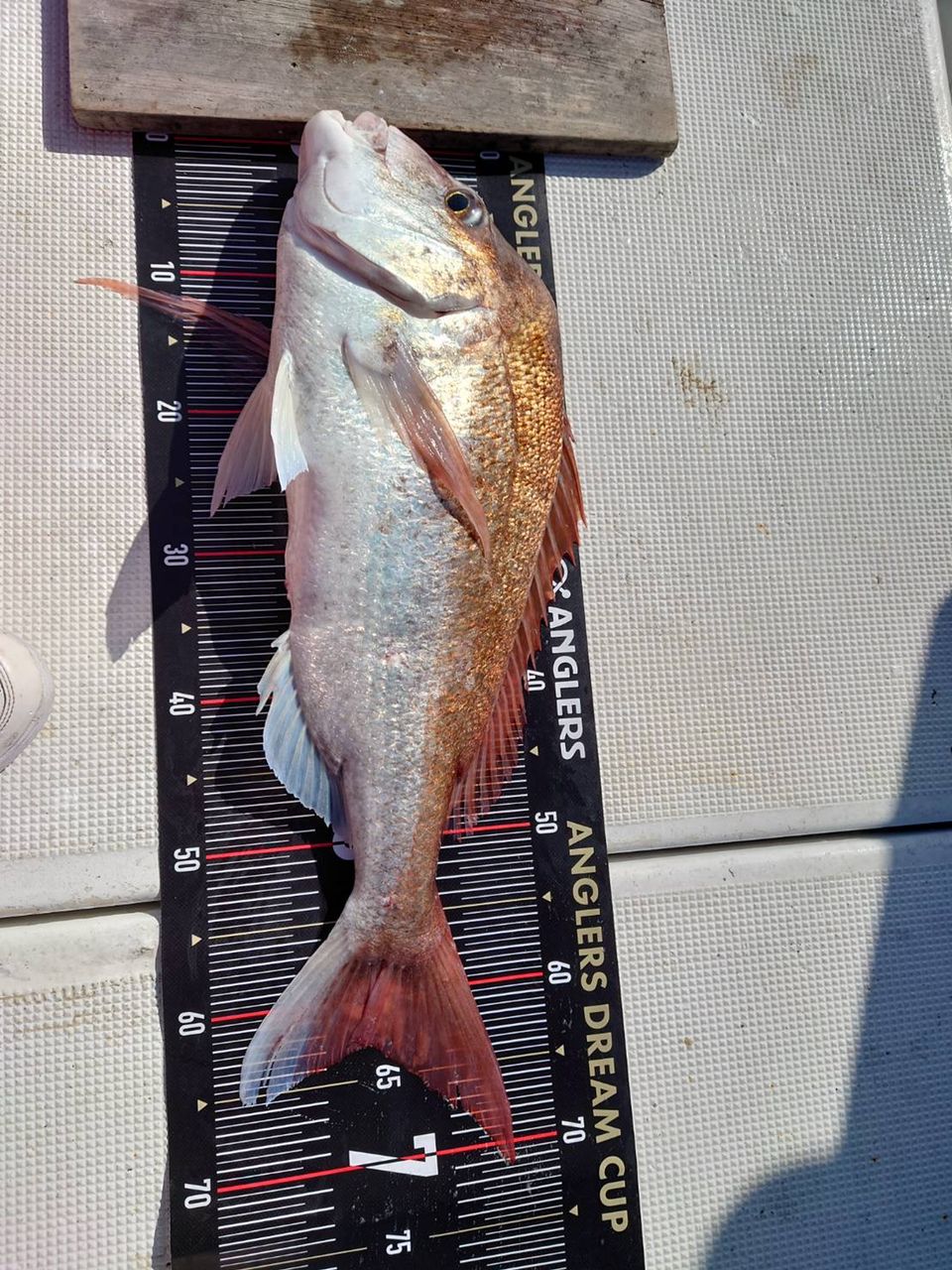 ミーハー釣り日誌さんの釣果 2枚目の画像