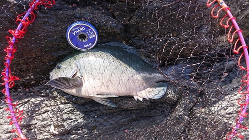 クチブトグレの釣果