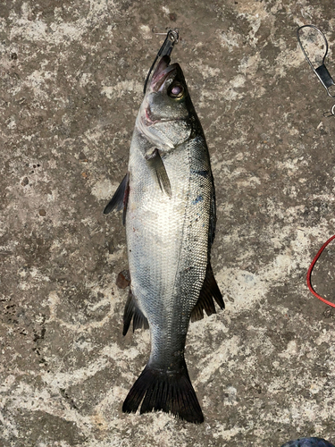 ヒラスズキの釣果