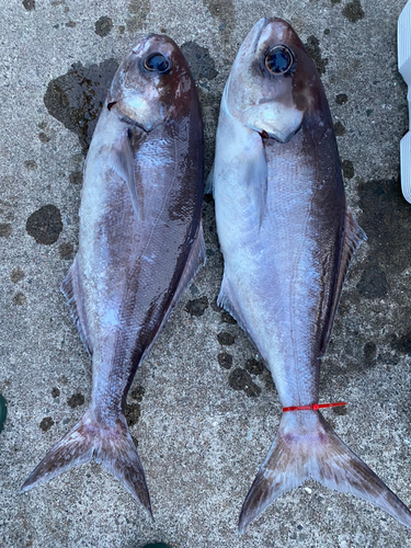 メダイの釣果