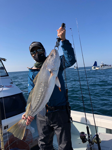 オオニベの釣果