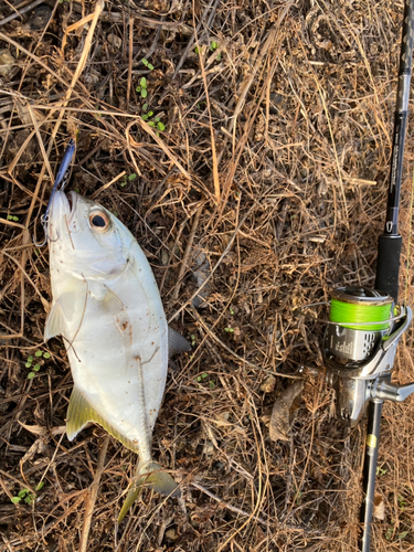 メッキの釣果