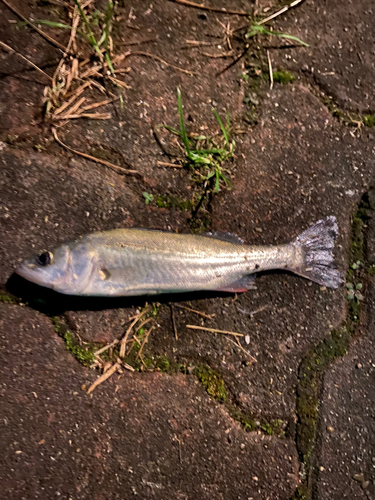 セイゴ（タイリクスズキ）の釣果