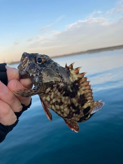 ガシラの釣果