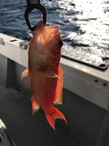 アカジンミーバイの釣果