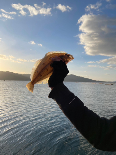 カレイの釣果