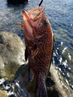 オオモンハタの釣果