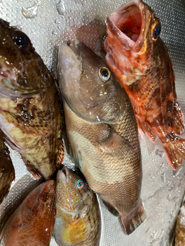 コブダイの釣果