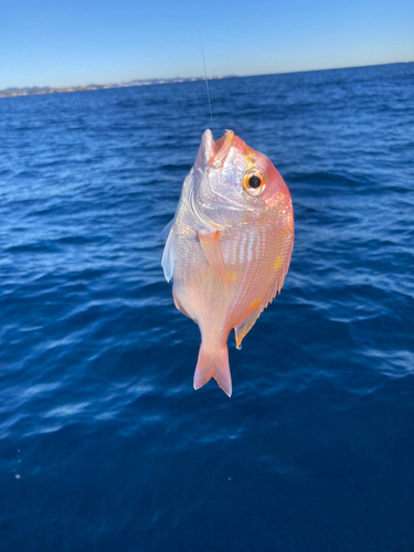 レンコダイの釣果